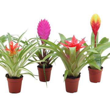 Bromelia MIX