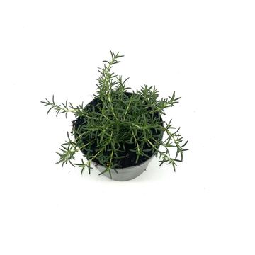 Rosmarinus officinalis 'Prostratus'