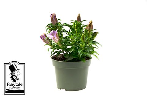 Gentiana scabra ROCKY DIAMOND PINK ETERNITY