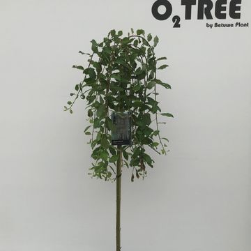 Ива caprea 'Килмарнок'