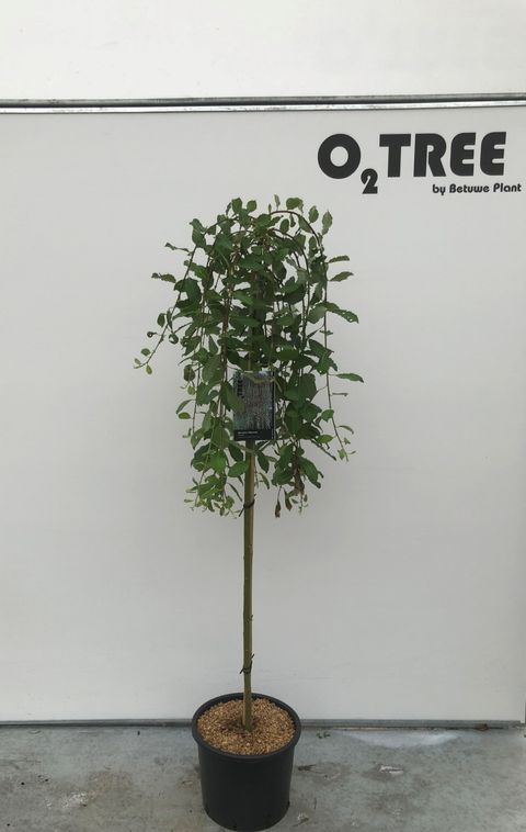 Ива caprea 'Килмарнок'