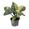 Alocasia 'Silver Dragon Variegata'