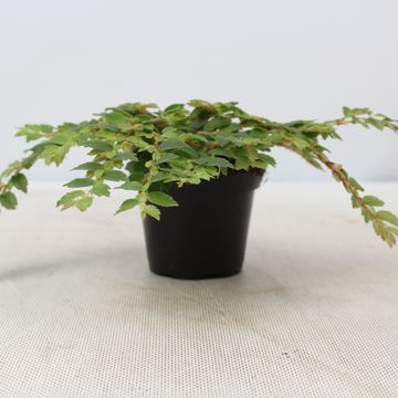 Begonia foliosa miniata