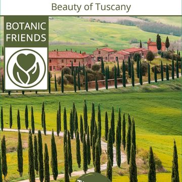 Cupressus sempervirens 'Totem'