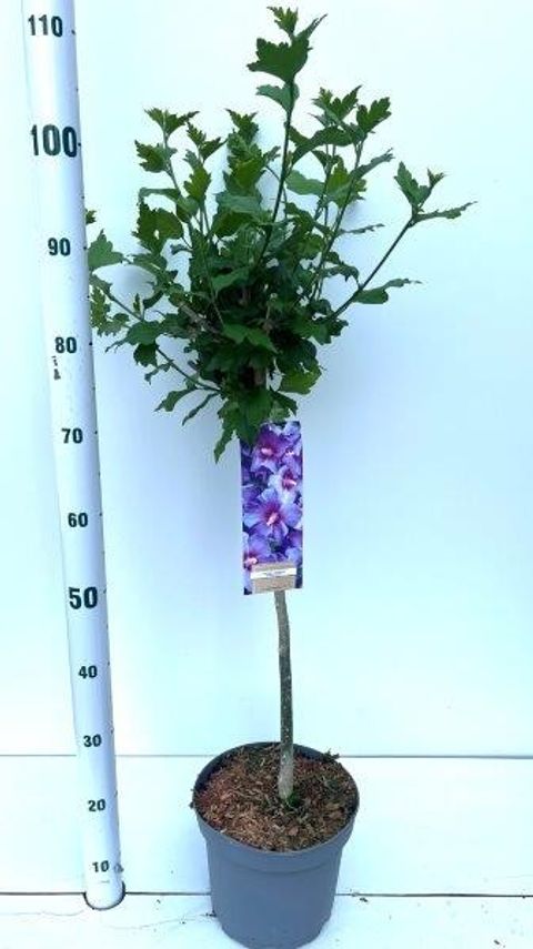 Hibiscus syriacus 'Oiseau Bleu'