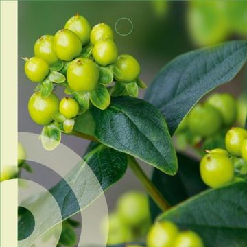 Hypericum MIRACLE PISTACHE