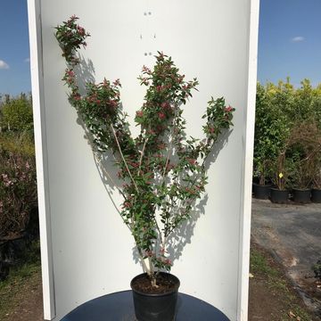 Ribes odoratum