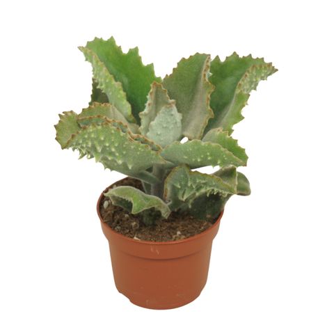 Kalanchoe beharensis