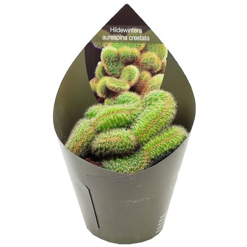 Hildewintera aureispina cristata