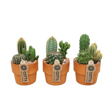 Arrangemang Cactus