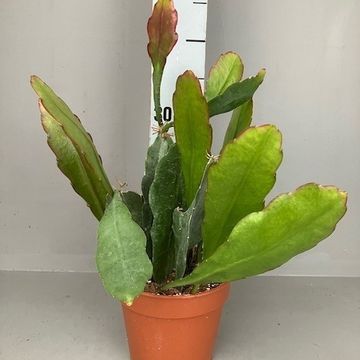 Epiphyllum 'Van Volker'