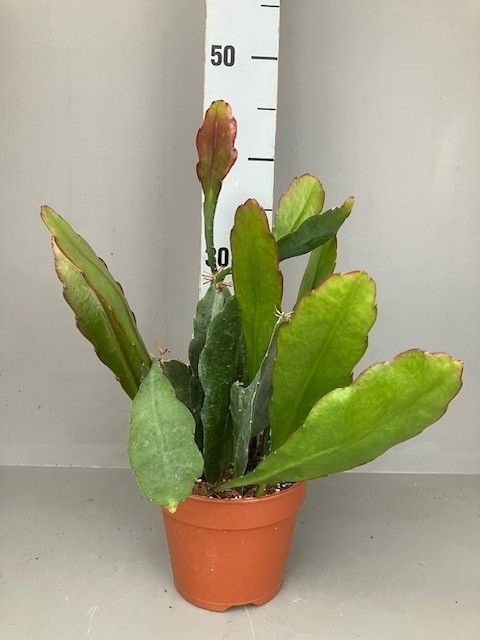 Epiphyllum 'Van Volker'