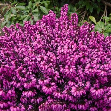 Erica carnea 'Wintersonne'