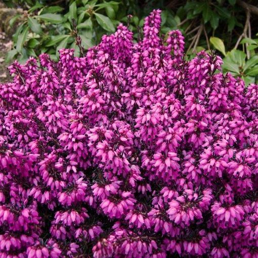 Erica carnea 'Wintersonne'