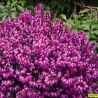 Erica carnea 'Wintersonne'