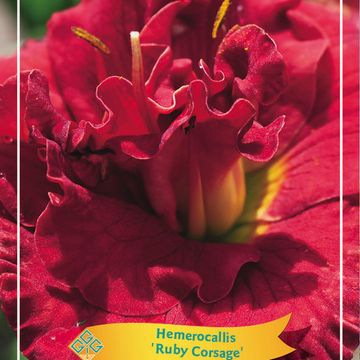Гемерокалис 'Ruby Corsage'