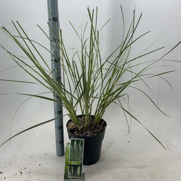 Cortaderia selloana 'Esperanta'