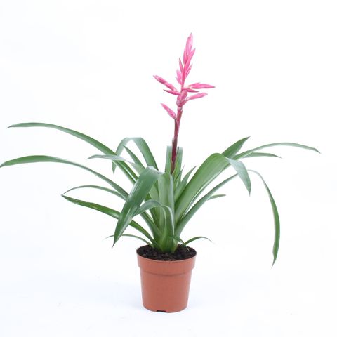 Guzmania 'Claire'