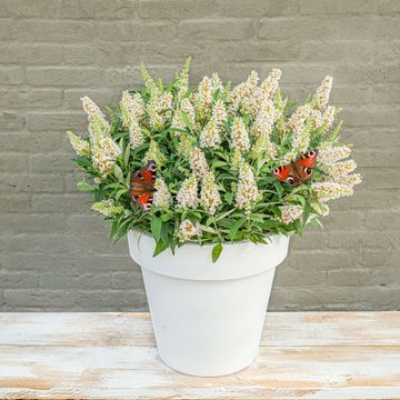 Buddleja davidii BUTTERFLY CANDY LITTLE WHITE