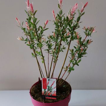 Salix integra 'Flamingo'