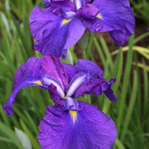 Iris ensata (van der Velde Waterplanten BV)