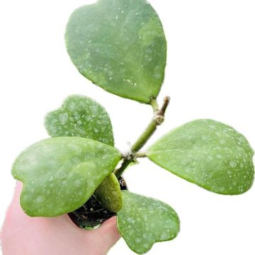 Hoya kerrii