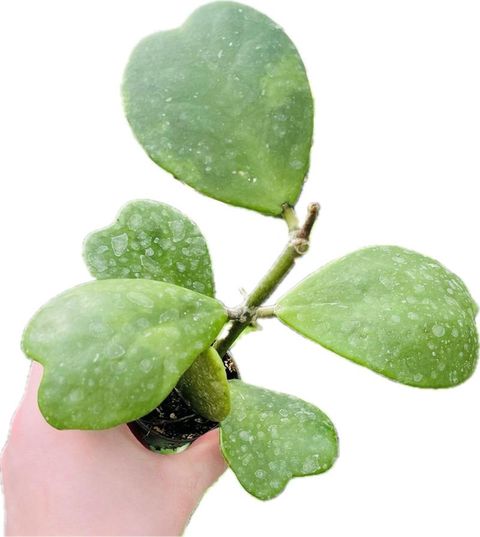 Hoya kerrii