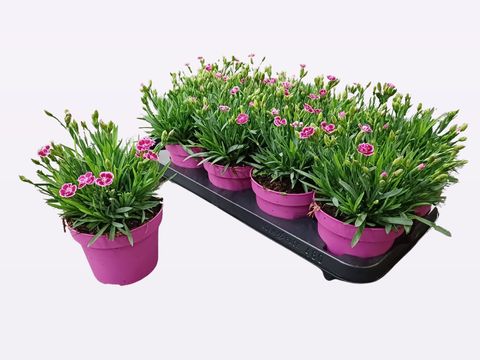 Dianthus PINK KISSES