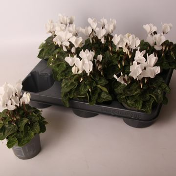 Cyclamen SUPER SERIE VERANO PURE WHITE