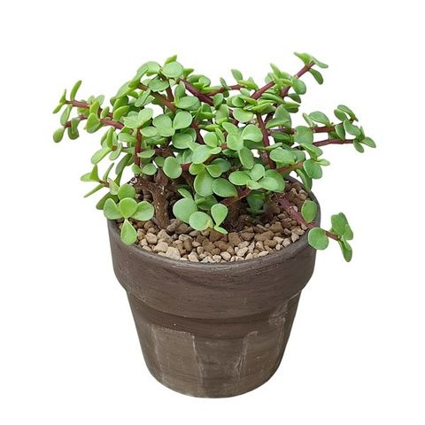 Portulacaria afra — Plant Wholesale FlorAccess