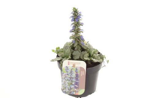 Ajuga reptans PRINCESS ELSA