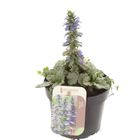 Ajuga reptans PRINCESS ELSA