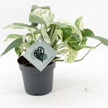 Epipremnum pinnatum 'Marble Variegata'