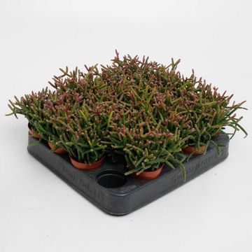 Rhipsalis burchellii