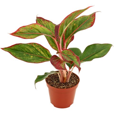 Aglaonema 'Crete Flame'