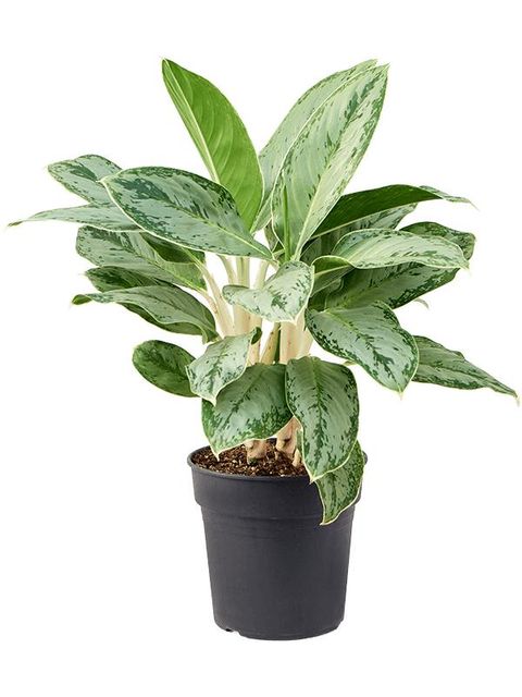 Aglaonema 'Cintho Queen'
