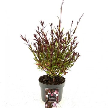 Gaura lindheimeri BABY BUTTERFLY DARK PINK