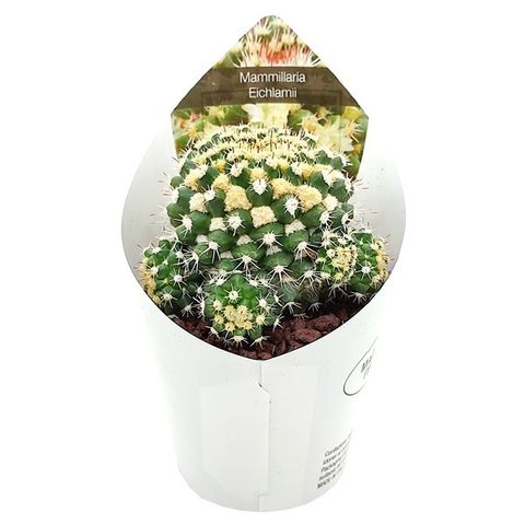 Mammillaria eichlamii