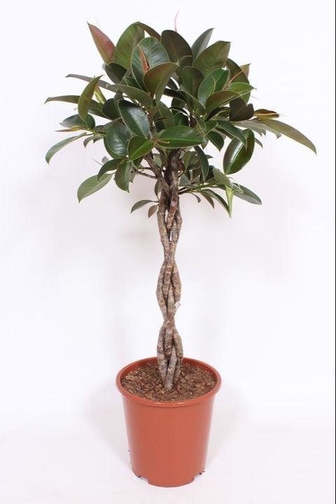 Ficus elastica 'Melany'