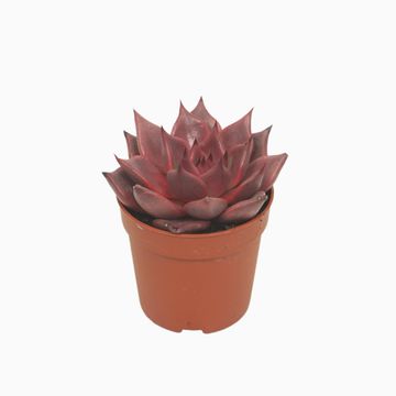 Echeveria 'Taurus'