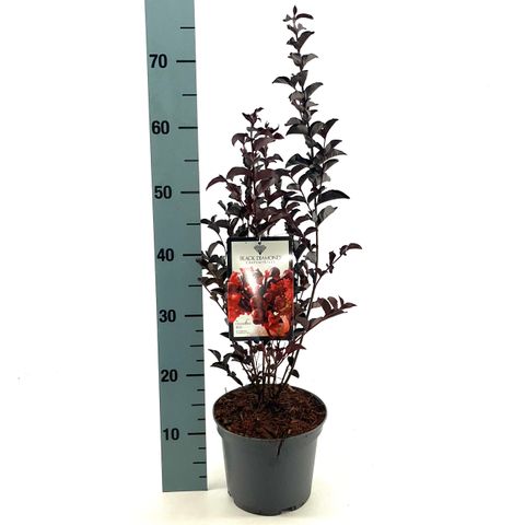 Lagerstroemia indica CRIMSON RED