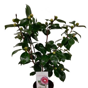 Camellia japonica 'Bonomiana'