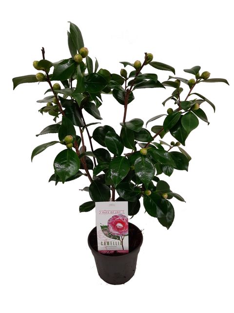 Camellia japonica 'Bonomiana'