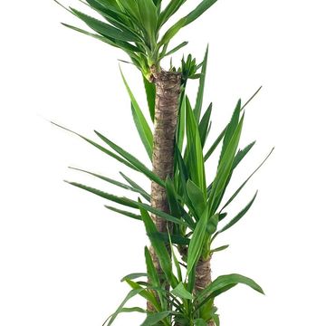 Yucca elephantipes