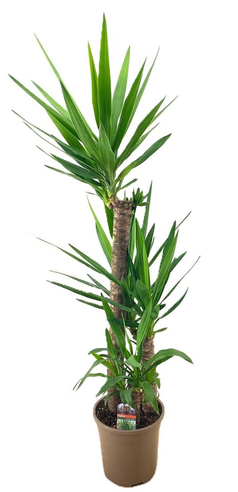 Yucca elephantipes