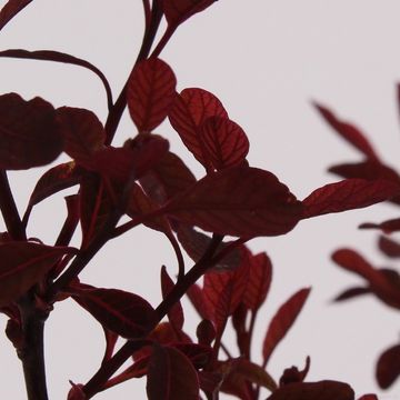 Cotinus DUSKY MAIDEN