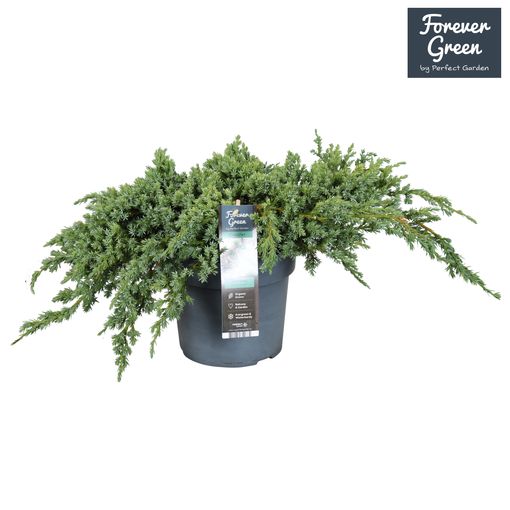 Juniperus squamata 'Blue Carpet'