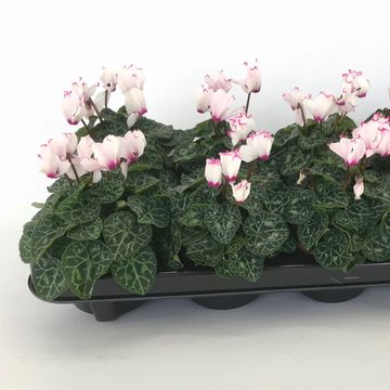 Cyclamen persicum 'Metis Victoria'