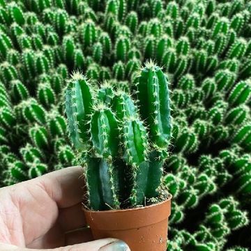 Cereus repandus 'Florida'