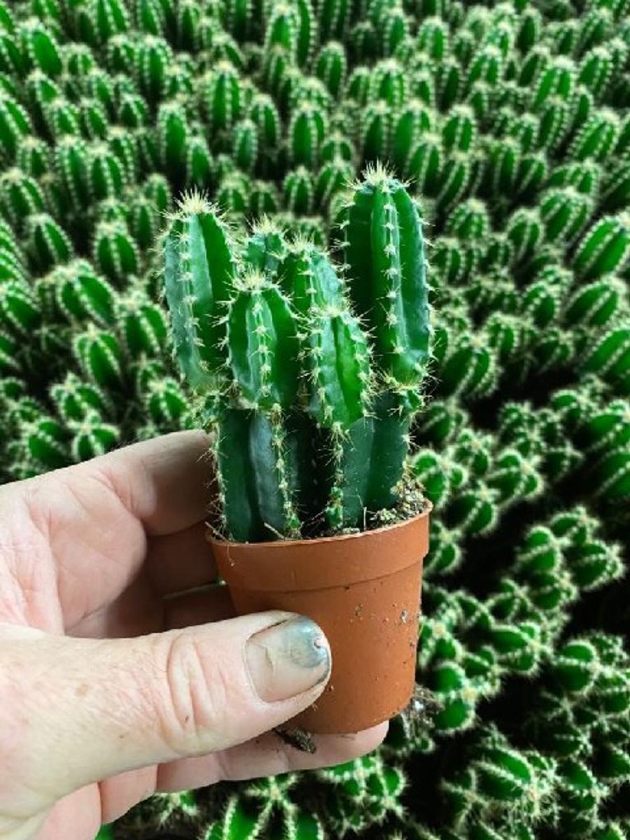 Cereus repandus 'Florida'  Plant Wholesale FlorAccess